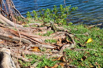 Green small iguana hiding on green grass and tree roots