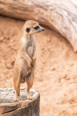 Fototapeta premium Meerkat, Suricata suricatta, on hind legs. Portrait of meerkat standing on hind legs with alert expression. Portrait of a funny meerkat sitting on its hind legs.