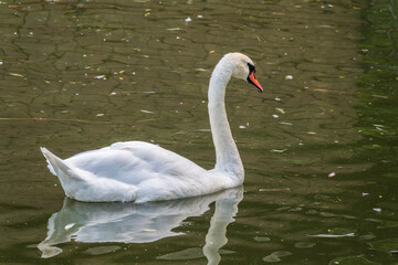 A graceful white swan swimming on a lake with dark water. The white swan is reflected in the water