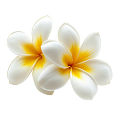 White Plumeria Flowers PNG