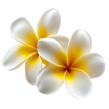 Fototapeta White Plumeria Flowers PNG