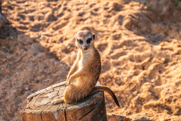 Meerkat, Suricata suricatta, on hind legs. Portrait of meerkat standing on hind legs with alert expression. Portrait of a funny meerkat sitting on its hind legs.