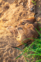 Obraz premium A group of cute meerkats. Meerkat Family are sunbathing.
