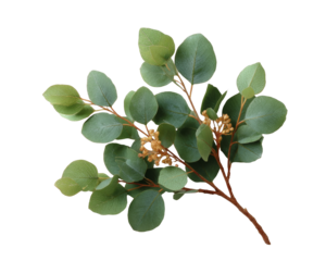 [Transparent Background PNG]Eucalyptus Branch Arrangement on White Background