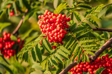 Autumn bright red rowan berries with leaves