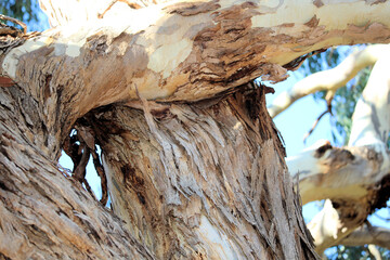 Trunk and branches of South Australian Blue Gum 