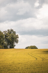Rapeseed field with forest edge and horizon, farmer, agriculture