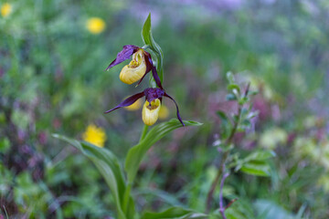 Yellow lady's slipper, rare and protected flower