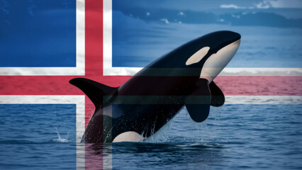 Obraz premium Orca killer whale breaching with Icelandic flag overlay. Symbol of Iceland marine wildlife, ocean power and national pride.