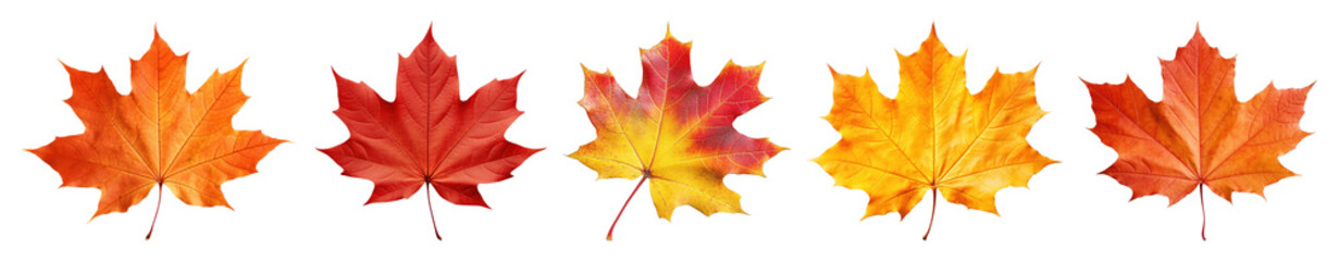 Obraz premium PNG Vibrant autumn maple leaves display, element set on transparent background