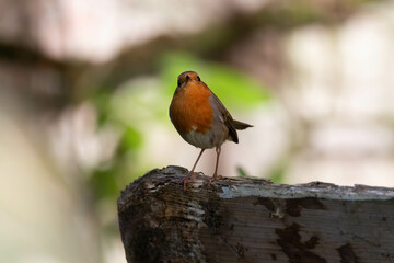 A European robin (Erithacus rubecula) curiously looking into the camera – a charming moment in nature.