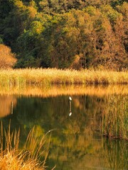 晩秋の白鷺のいる朝の千駄堀池風景 (21世紀の森と広場)