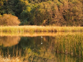 晩秋の白鷺のいる朝の千駄堀池風景 (21世紀の森と広場)