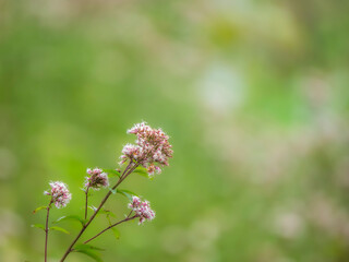 夏から秋の公園や花壇を彩るフジバカマのある風景。自然風景素材。ふんわりしたボケた景色。