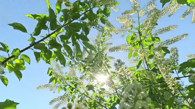 Crown with white flowers of a blooming Bird Cherry tree on the sun light and blue sky background, Backlit (Contre-jour), Bottom-up view