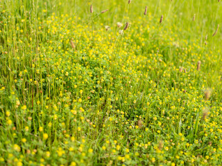 河川敷に咲いたコメツブツメクサの花