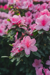 Obraz premium Bright pink azalia flowers blooming