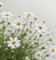 Fototapeta premium Delicate white wildflowers against a pristine white background , pure, nature, bloom