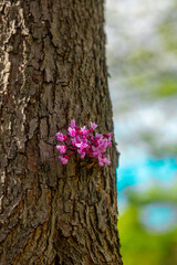 Cercis canadensis. Bright pink flowers bloom on a textured tree trunk in springtime sunlight
