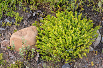 Sedum acre. Biting stonecrop a succulent plant next to some stones.