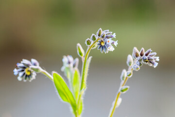 Myosotis discolor. Forget-me-not, a small plant with tiny flowers.