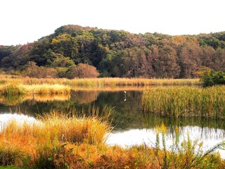 晩秋の白鷺のいる朝の千駄堀池風景 (21世紀の森と広場)