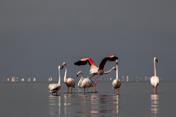 Wild African flamingos strolling through a bright blue lagoon on a sunny day ideal for nature, wildlife, and travel themes