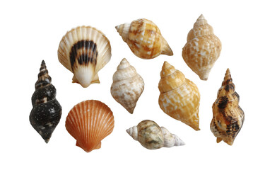 Fototapeta premium [Transparent Background PNG]Assortment of Colorful Seashells