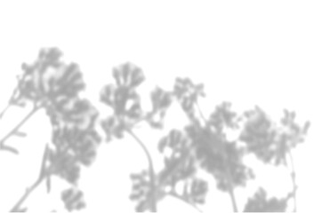 The shadow of the field grass on the white wall. A black and white image to overlay on a photo or mockup