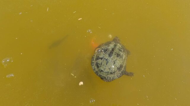 Aerial view of fish jumps out from underwater grabbing piece of bread, European pond turtle frightened by school of fish looks at them. Pond Terrapin or European pond tortoise (Emys orbicularis)
