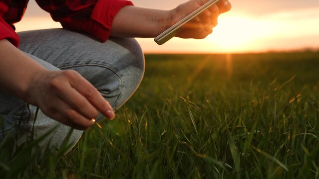 Female agronomist hands use tablet smart digital technology examining green wheat condition closeup. Woman agricultural scientist touch grass inspecting fertility innovation data analyzing at sunset