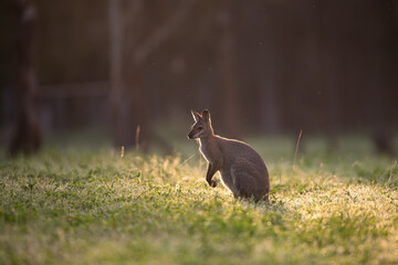 wallaby australia