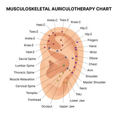 Musculoskeletal Auriculotherapy Chart for Ear Acupuncture Pressure Points and Health Benefits. Vector illustration