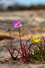 Drosera alba on Gifberg, Western Cape of South Africa