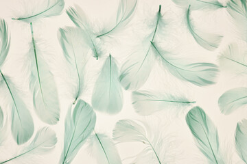  Green Feathers on Beige Background.Green Feather Pattern on White Background.Soft Feather Texture Background
