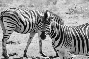 zebra in zoo