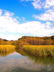 晩秋の朝の千駄堀池と森風景 (21世紀の森と広場)
