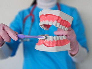 Dentist demonstrating proper tooth brushing technique using a dental model
