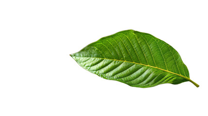 Fototapeta premium Close up of a large lush green leaf with intricate veins and a glossy textured surface set against a plain white backdrop