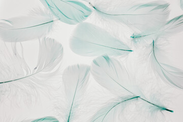 Obraz premium Delicate Feathers in Blue Soft Colors. Beautiful fluffy soft background in pastel shades.Macro Photograph of Delicate Feathers.