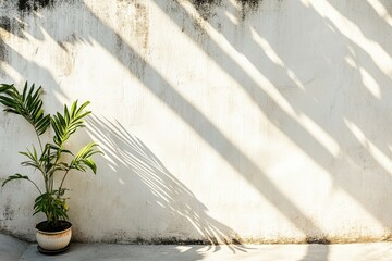 Plant shadows on a weathered wall