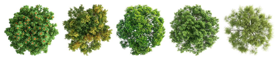 Fototapeta na wymiar PNG Vibrant diverse tree canopy tops, element set on transparent background