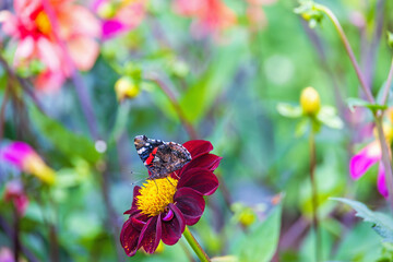 Fototapety na wymiar - Fototapeta24.pl