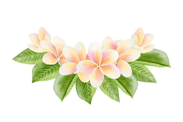 Tropical Frangipani Plumeria flowers with green leaves watercolor illustration isolated on white. Jungle plant drawing for floral summer designs. Exotic blooming nature clip art in pastel pink yellow