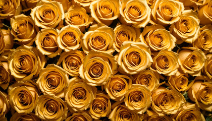 Gold golden rose flowers background