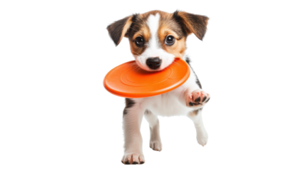 A playful puppy holding an orange frisbee in its mouth, ready for fun and games, Isolated on transparent Background