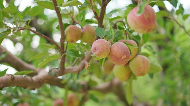 4K Closeup shot of apple fruits growing on an apple orchard during the summer season at Nathan village near Manali in Himachal Pradesh, India. Apples growing in the Himalayas during the summer season.