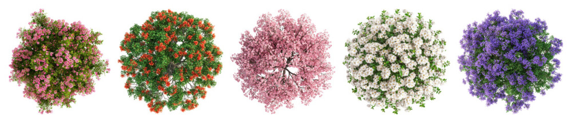 Fototapeta premium PNG Colorful blooming floral arrangements, element set on transparent background