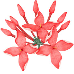 Ixora red flower isolated on white