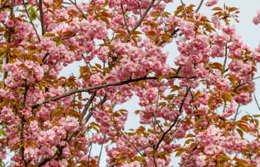 A tree with pink flowers is in the foreground